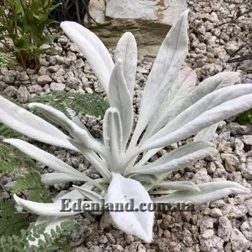 Изображение Сенецио снежно-золотистый - Senecio niveoaureus