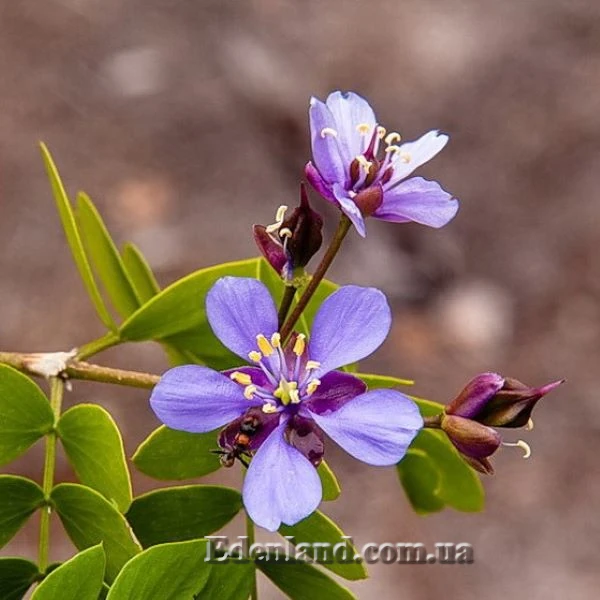 Изображение цветок