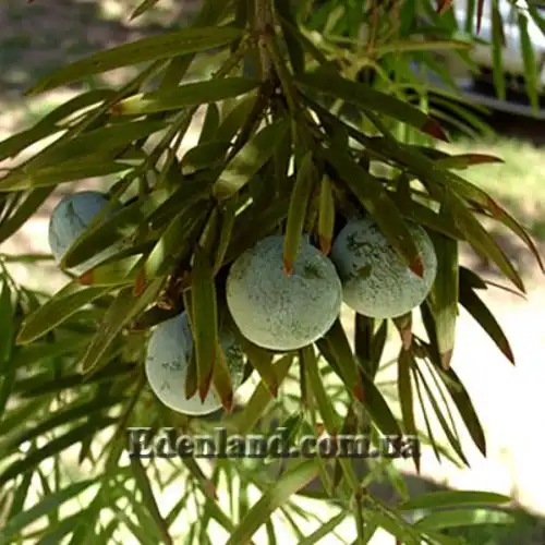 Изображение женские шишки