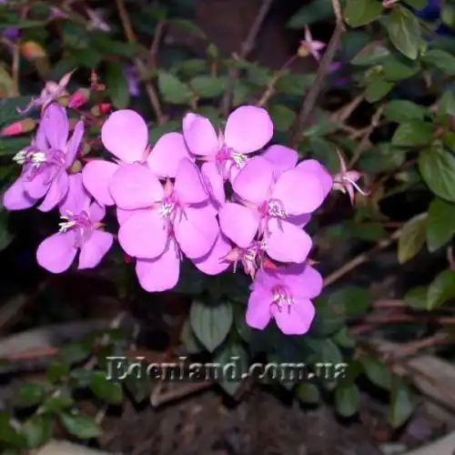 Изображение Центрадения крупнолистная - Centradenia grandifolia