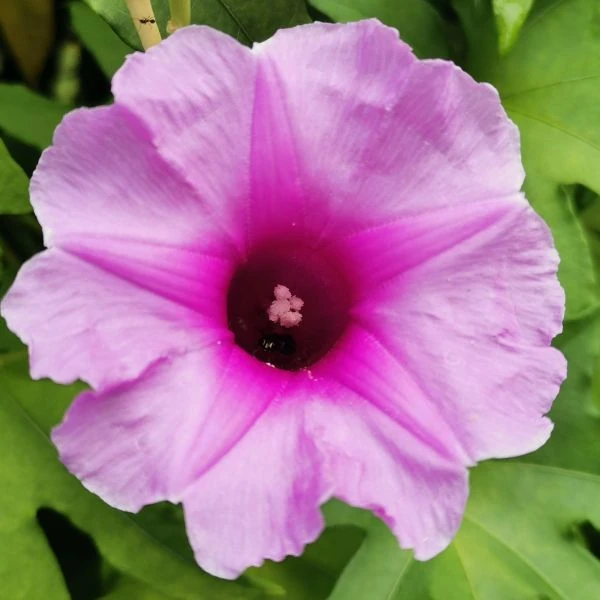 Зображення Іпомея маврикійська - Ipomoea mauritiana 