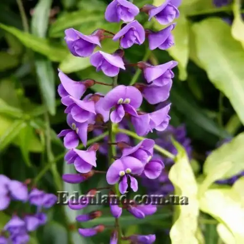 Изображение Гарденбергия Комптона - Hardenbergia comptoniana