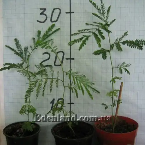 Изображение саджанці у продажу