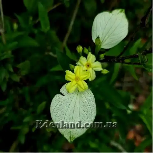 Изображение Псевдомуссенда желтая - Pseudomussaenda flavа