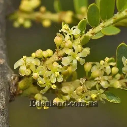 Изображение Филлантус эмблика - Phyllanthus emblica