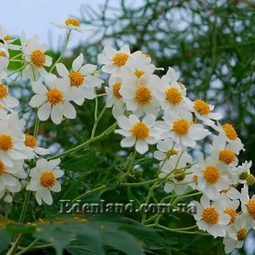 Монтаноа гібіскусолістна - Montanoa hibiscifolia