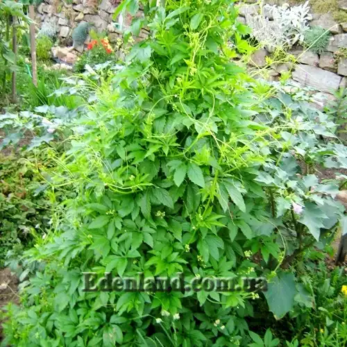 Изображение растение на опоре