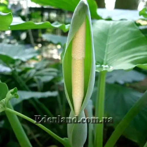 Изображение Алоказия пахучая - Alocasia odora