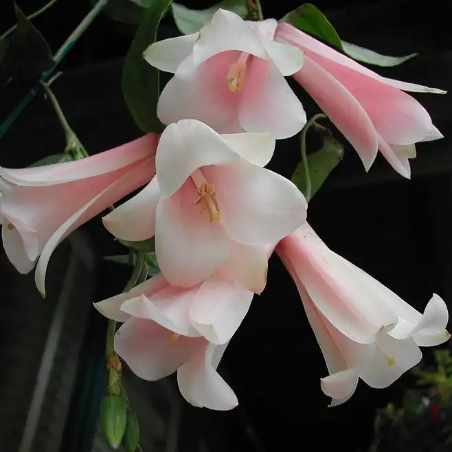 Изображение Лапажерия розовая  - Lapageria rosea