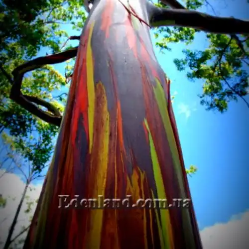 Изображение Эвкалипт радужный - Eucalyptus deglupta