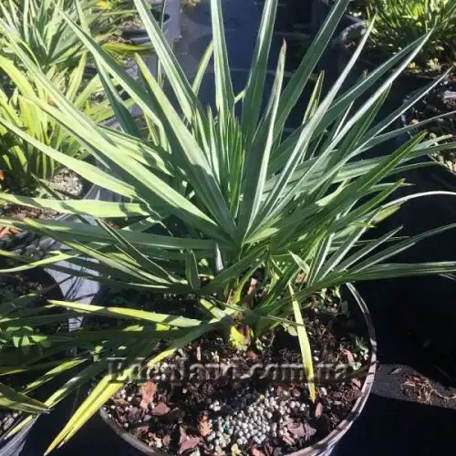 Зображення Сереноа повзуча - Serenoa repens