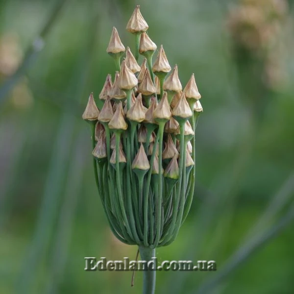 Зображення насіннєві коробочки