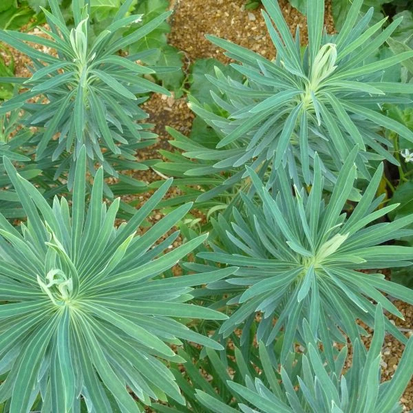 Зображення Молочай (Єуфорбія) середземноморський - Euphorbia Characias