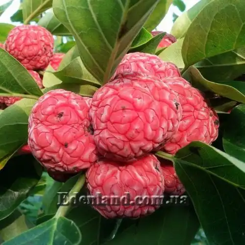 Изображение Кудрания триостренная - Cudrania tricuspidata 