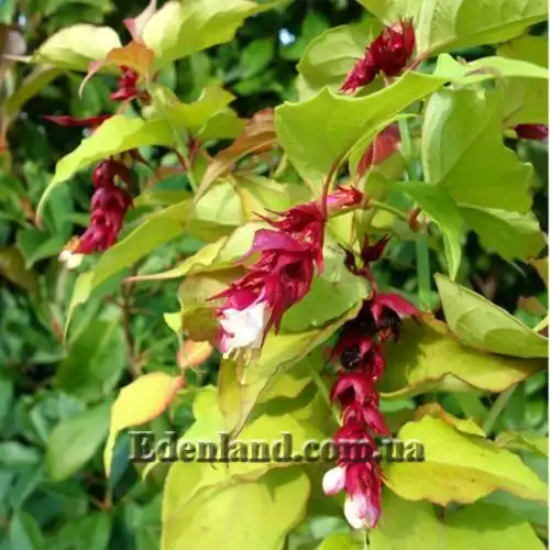 Изображение Лейцестерия красивая - Leycesteria formosa