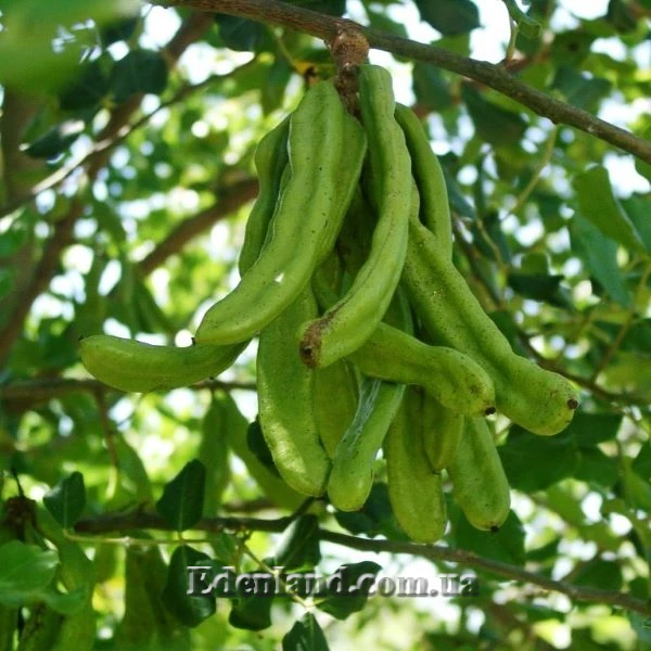 Зображення зелені плоди