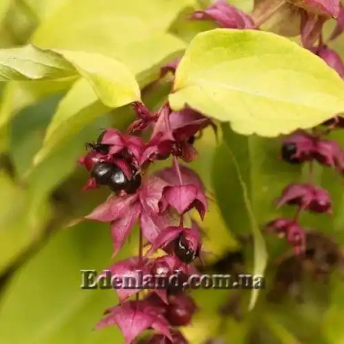 Изображение Лейцестерия красивая - Leycesteria formosa