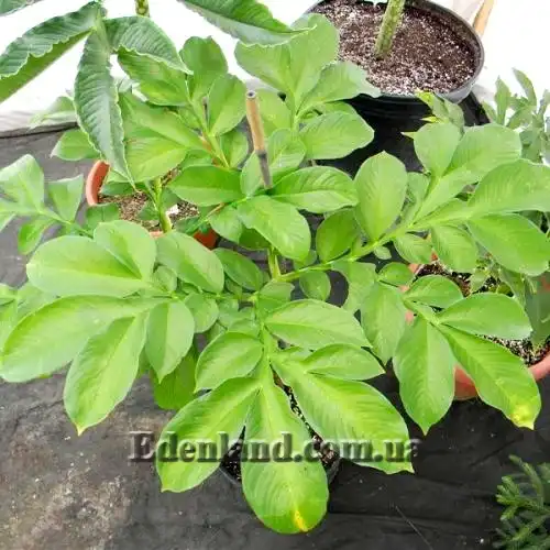 Изображение лист - вид сверху