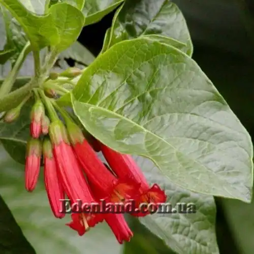 Изображение Иохрома фуксиевидная - Iochroma fuchsioides 