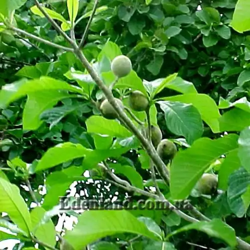 Зображення плоди