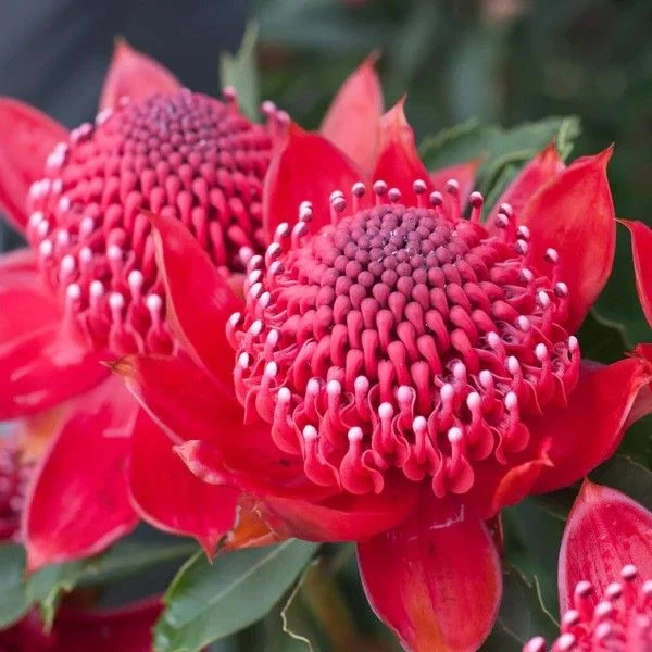 Зображення Телопея прекрасна - Telopea speciosissima 