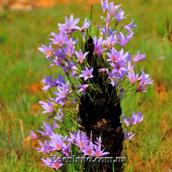 Зображення Ксерофіта сітчастожильчаста - Xerophyta retinervis