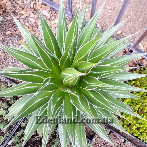 Изображение Агава отпечатанная - Agave impressa 