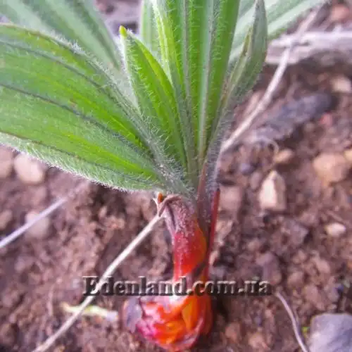 Изображение Вахендорфия метельчатая - Wachendorfia paniculata