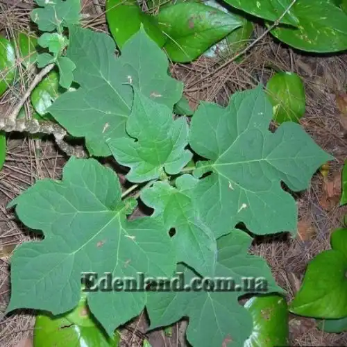 Зображення Монтаноа гібіскусолістна - Montanoa hibiscifolia