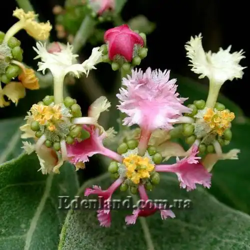 Изображение Мальпигия мексиканская - Malpighia mexicana