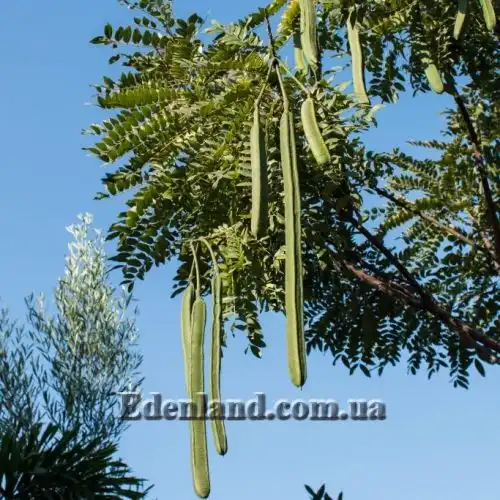Изображение Кассия тонколистная - Cassia leptophylla 