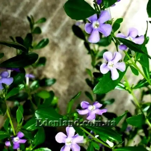 Изображение Фрейлиния тропическая - Freylinia tropica