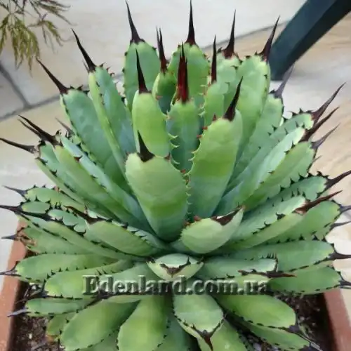 Изображение Агава крупноколючковая - Agave macroacantha