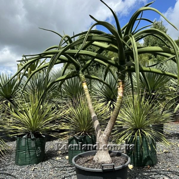 Зображення рослина у горщику