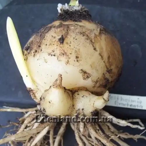 Изображение Вельтгеймия прицветниковая - Veltheimia bracteata 