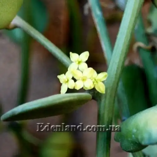 Зображення Ксеросіціос данги - Xerosicyos danguyi