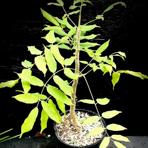 Зображення сіянець