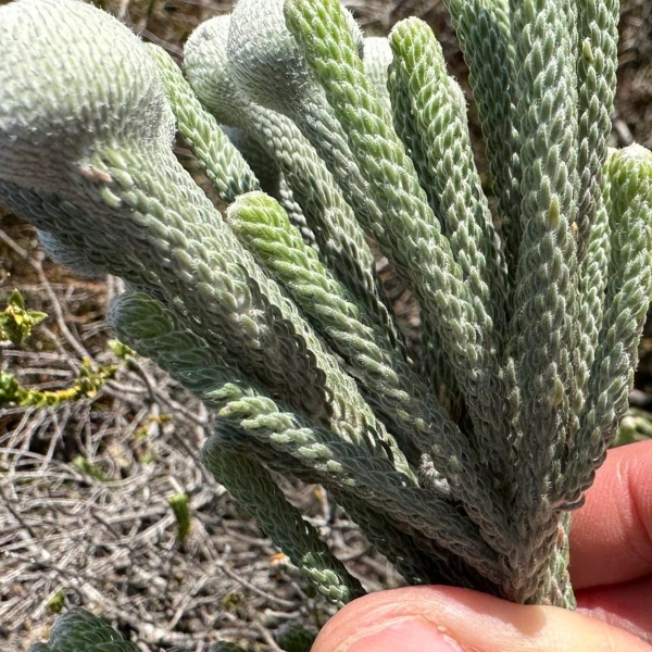 Изображение Бруния гладкая  - Brunia laevis