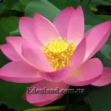 Изображение Лотос орехоносный или индийский  - Nelumbo nucifera