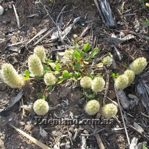 Изображение Птилотус лапатчатый - Ptilotus spathulata