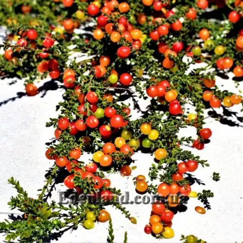 Изображение Муралтия колючая  - Muraltia spinosa