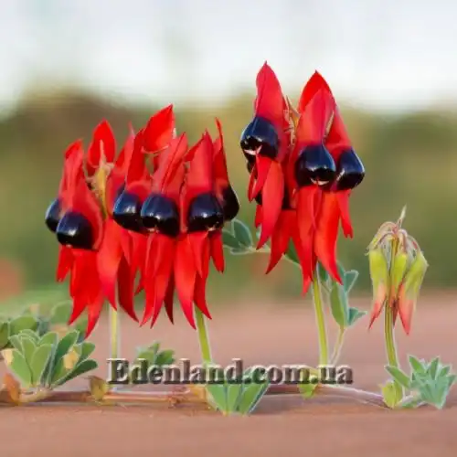 Изображение цветущая ветка