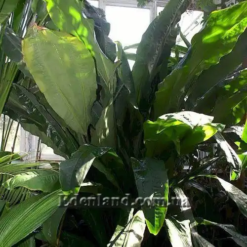 Изображение куст