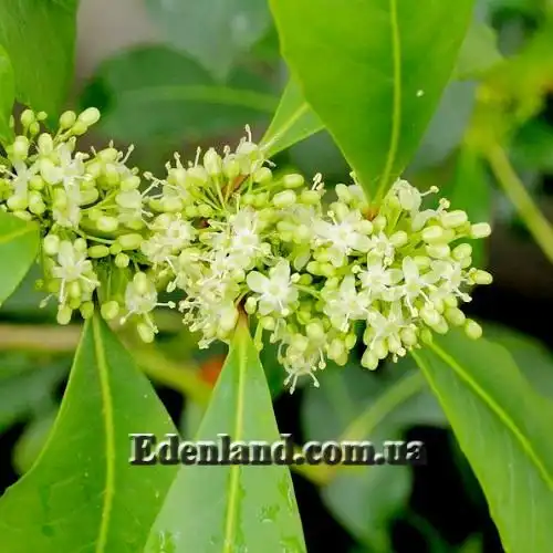 Падуб парагвайский - Ilex paraguariensis