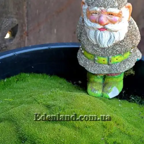 Зображення Склерантус двоквітковий - Scleranthus biflorus