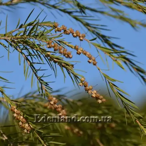 Изображение Мелалеука вересколистная - Melaleuca ericifolia