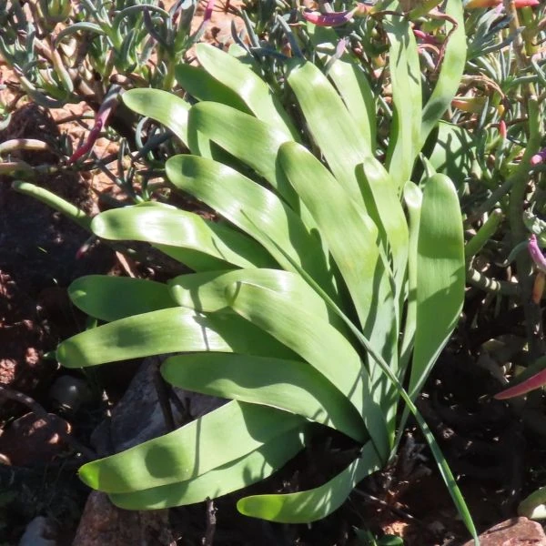 Изображение Струмария усеченная - Strumaria truncata 