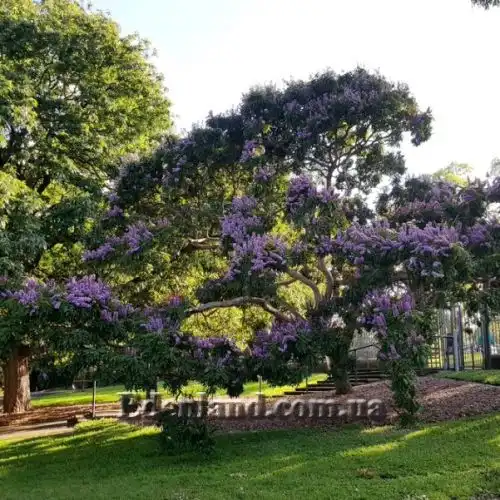 Зображення Мілетія велика - Millettia grandis