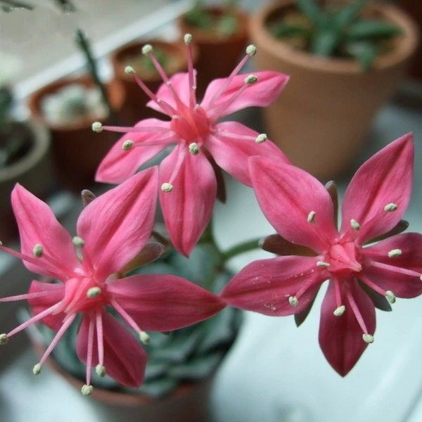 Зображення Граптопеталум прекрасний  - Graptopetalum bellum 