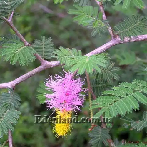 Зображення Дихростахіс попелястий - Dichrostachys cinerea